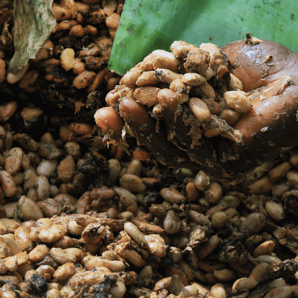 fermenting of cocoa