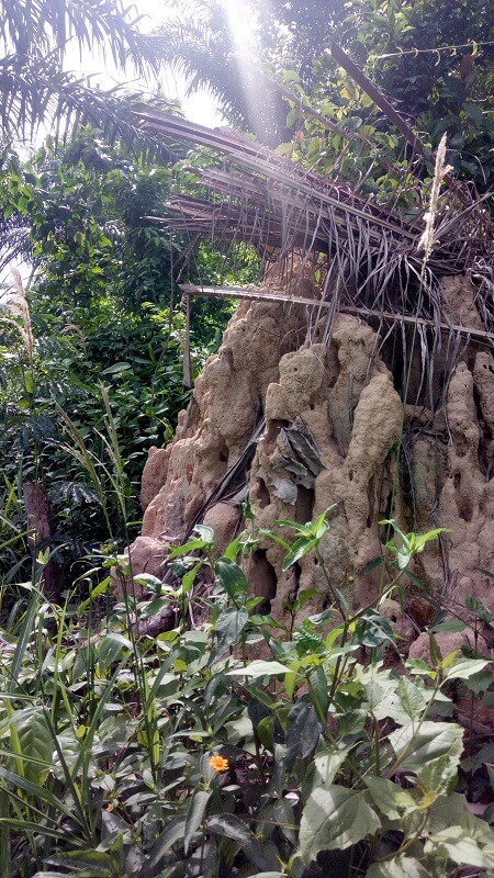 termite mound in Ghana
