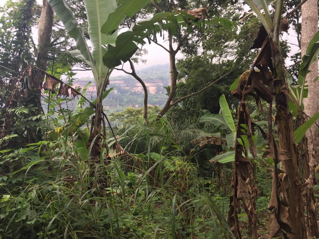 vegetation on the Prayer mountain