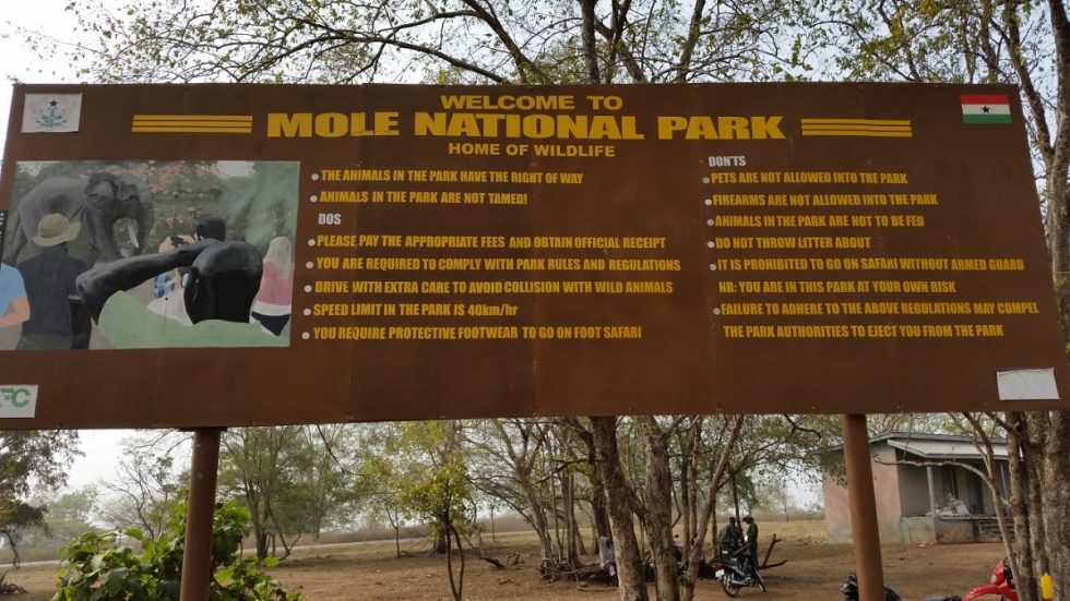 Olifanten in Ghana bij Mole national park