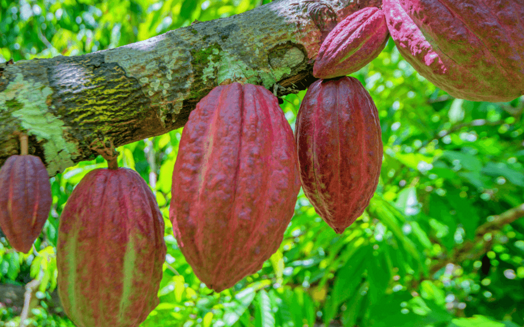 Ghana cocoa on the tree