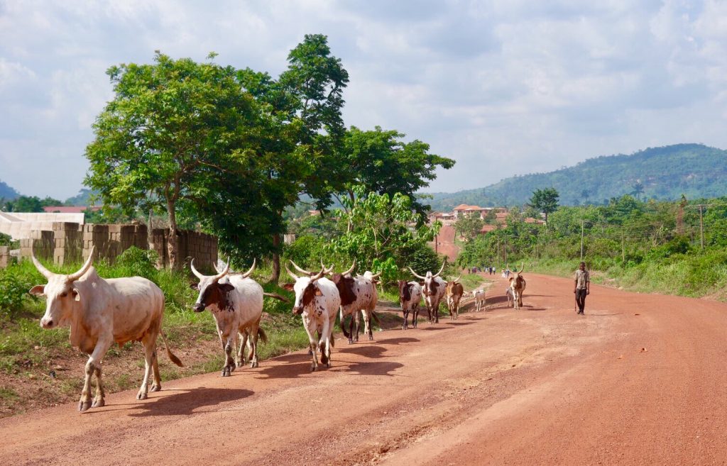 bezienswaardigheden rond Kumasi en Moon&star guesthouse. Hier zie je koeien op de weg, een tafereel dat je vaker ziet tijdens een wandeling