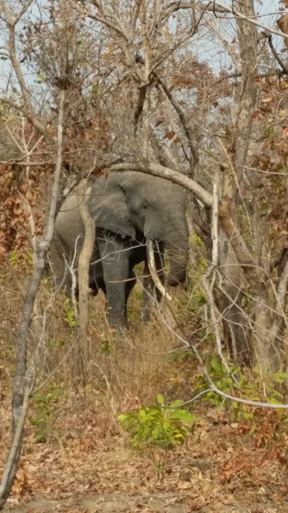 olifant in Mole NP, Ghana