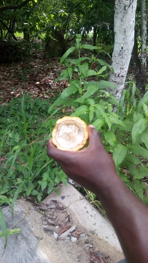 cacao uit Ghana